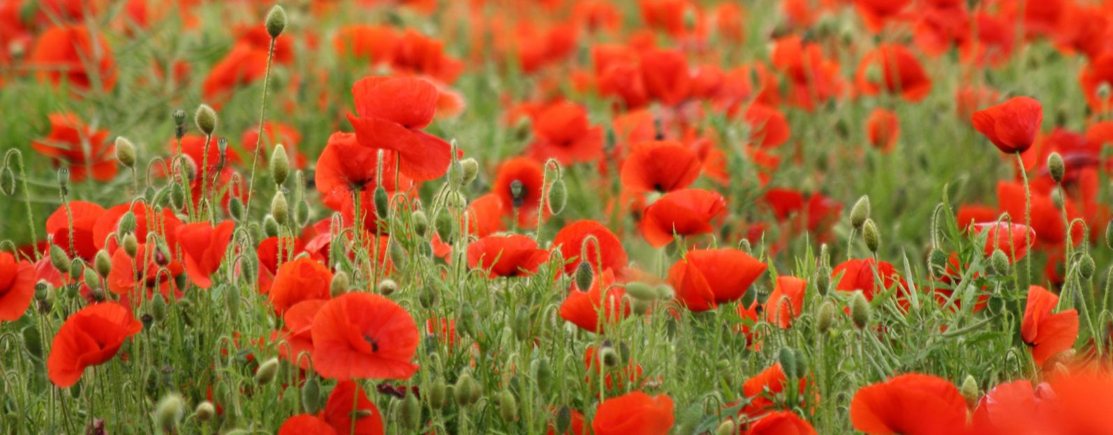 In Flanders Fields, the poppies blow | 2P News