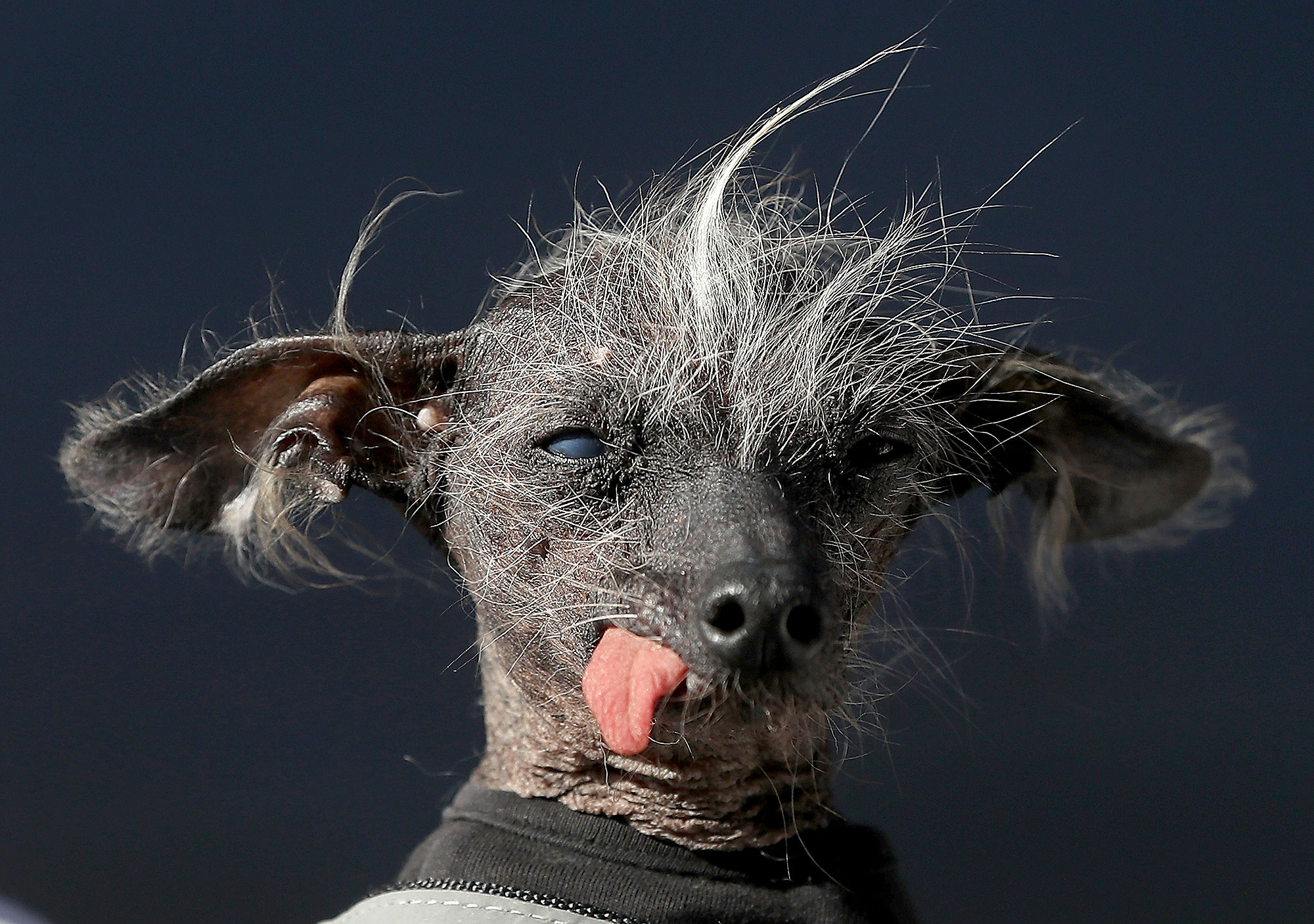 world ugliest dog competition        <h3 class=