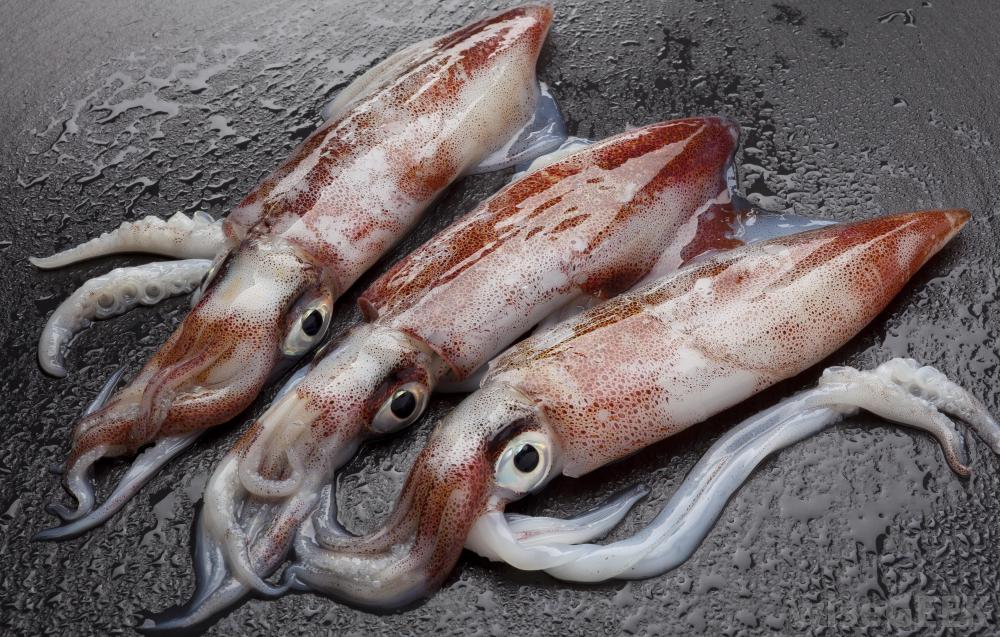 Tree Squids Attack California Oil Industry | 2P News